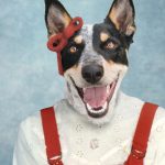 Composite retouching showing a dog's face on a vintage school portrait of a red jumper and red bow on blue background.