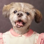 Composite retouching showing a small dog's face on a vintage school portrait of a pink and white ruffle top and brown background.
