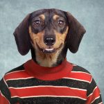 Composite retouching showing a dog's face on a vintage school portrait in a red striped shirt on a blue background.