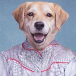 Composite retouching showing a Golden Retriever's face on a vintage school portrait of a blue western style button down shirt and blue background.
