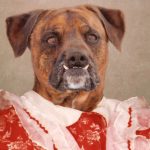 Composite retouching showing a dog's grumpy face on a vintage school portrait with a red and white ruffled dress.