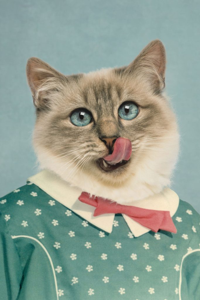 Composite retouching showing a cat's face with big blue eyes and tongue licking nose, on a vintage school portrait with green dress and small white flowers and white collar with red bow.