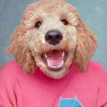 Composite retouching showing a fluffy dog's face on a vintage school portrait of a pink sweater with an embroidered dog in a tent on it with a blue background.