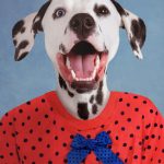 Composite retouching showing a Dalmatian's face with one blue eye and one brown eye on a vintage school portrait of a red dress with black polka dots and colorful bows and buttons on a blue background.