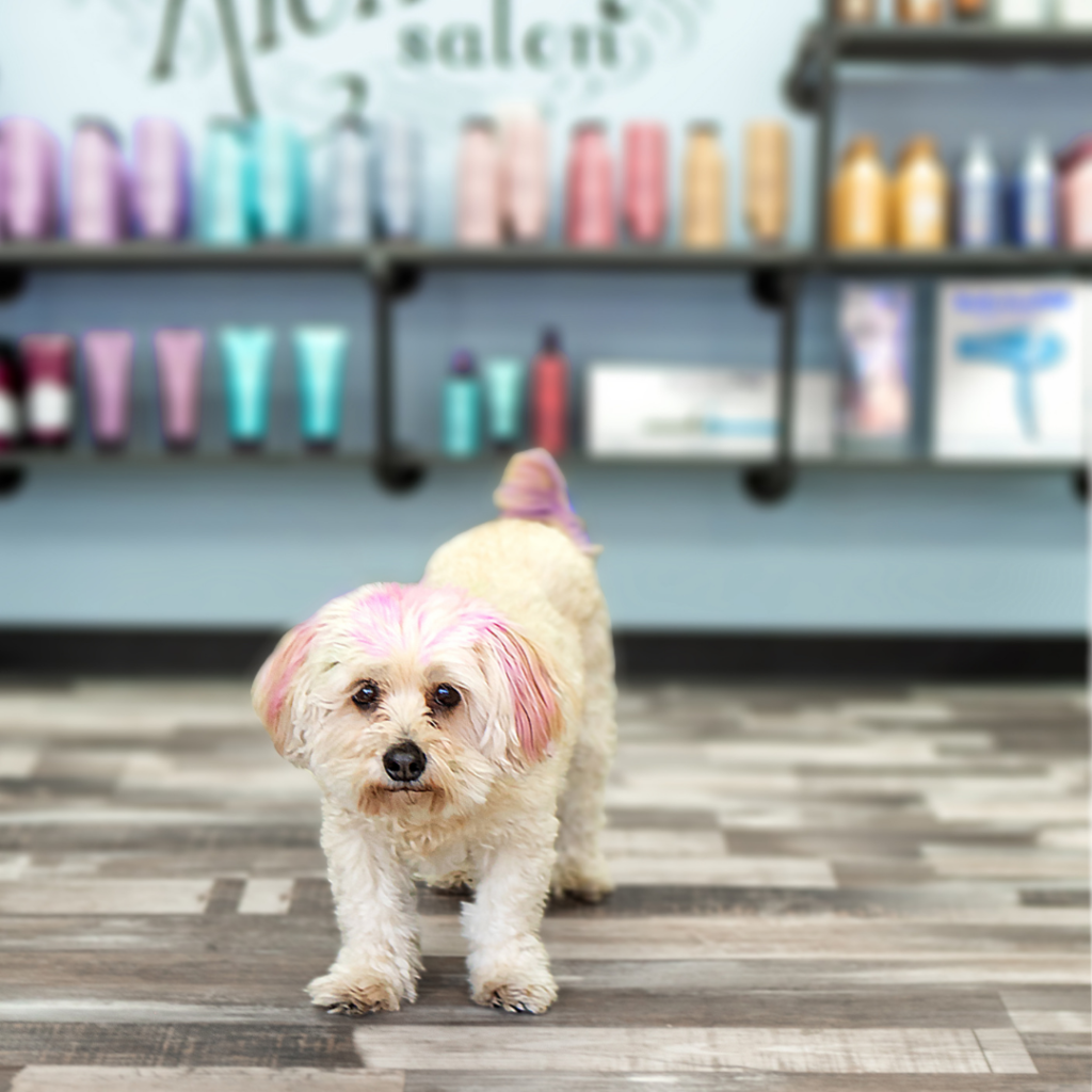 Dog with colorful streaks in his hair standing in front of products at Alchemy salon.
