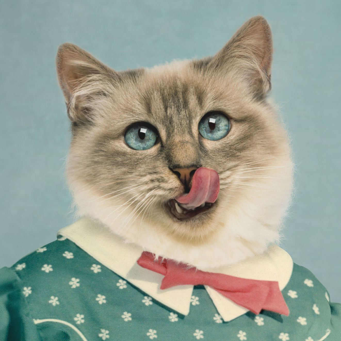 composite-retouching-animals-pets-funny-portraits-retro-pearly-bites_14